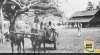 Foto salah satu Alat Angkut (Cikar) di Pasar Rakyat yang selamat dari serangan udara Jepang di Nederlands Nieuw Guinea (Irian Barat) sekarang Provinsi Papua. 14 Mei 1944.  Sumber: ANRI. NIGIS LB 30-9
