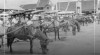 Suasana Pemberhentian Alat Transportasi Tradisional Dokar di Salatiga, Jawa Tengah, 14 Agustus 1954.